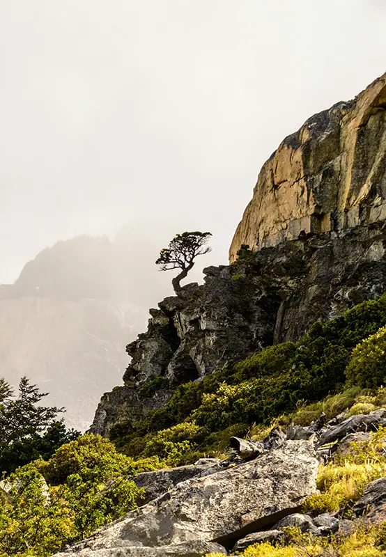 Arbre solitaire courbé par le vent sur une falaise dans la brume — symbole de la croissance post-traumatique et de la force intérieure, hypnose Touraine