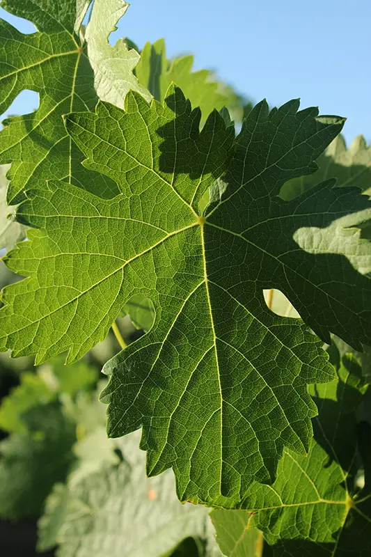 Feuille de vigne de Chinon en contre-jour dans la lumière du soleil — ancrage local et hypnothérapie naturelle pour le stress post-traumatique à Chinon, Touraine
