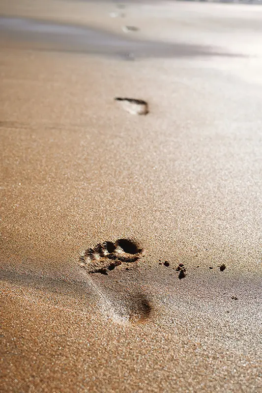 Empreintes de pieds nus dans le sable humide — le premier pas concret vers la guérison, sortir de l'espoir passif, hypnose Touraine