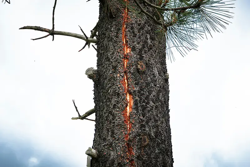 Tronc d'arbre fendu et blessé avec une plaie vive rouge — symbole du traumatisme psychique de guerre et de la blessure intérieure des populations civiles