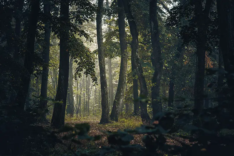 Futaie de chênes dans une lumière mystérieuse et brumeuse — symbole de l'inconscient et de la différence entre hypnose ericksonienne et hypnose classique, Touraine