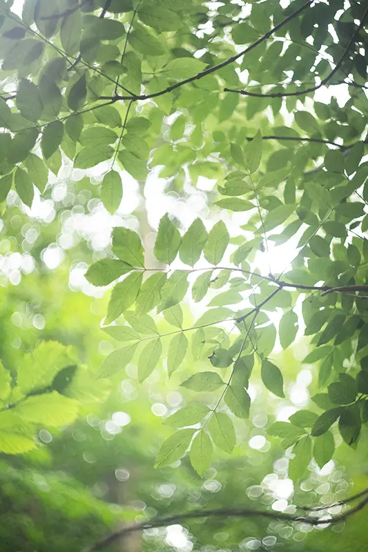 Lumière vive filtrant à travers un feuillage vert et lumineux — symbole de la résilience et de la renaissance intérieure, hypnose reconstruction Tours Touraine