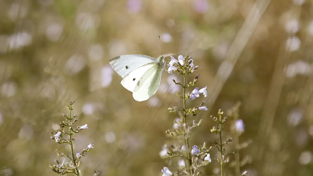 Papillon blanc posé sur des fleurs sauvages — symbole de transformation intérieure et de résilience, hypnothérapie en Touraine