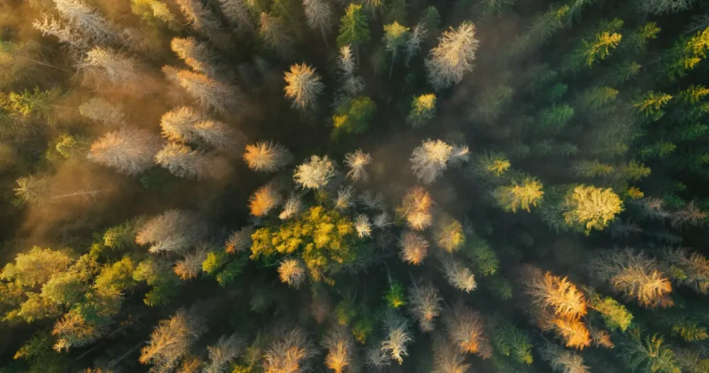 Vue aérienne forêt automne, chaque arbre seul ensemble, synergie collective hypnose groupe