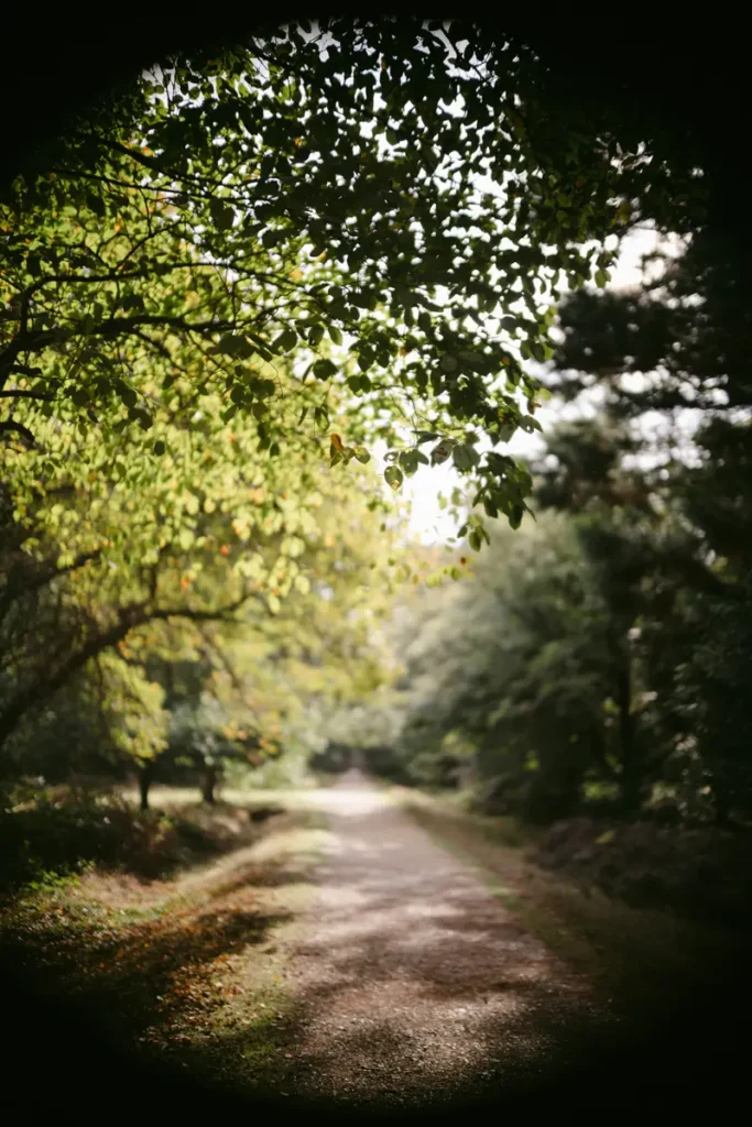 Chemin forestier en voûte de feuillage s'ouvrant vers la lumière, hypnose spécialisée en Touraine quand le bien-être ne suffit plus, Chinon Azay-le-Rideau Sainte-Maure-de-Touraine