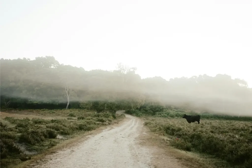 Chemin dans la brume matinale sur une exploitation agricole, hypnose et charge mentale des agriculteurs